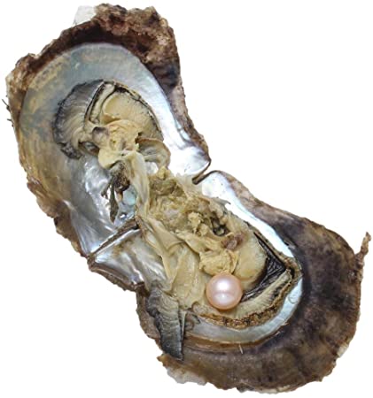 Een akoya oester met parel