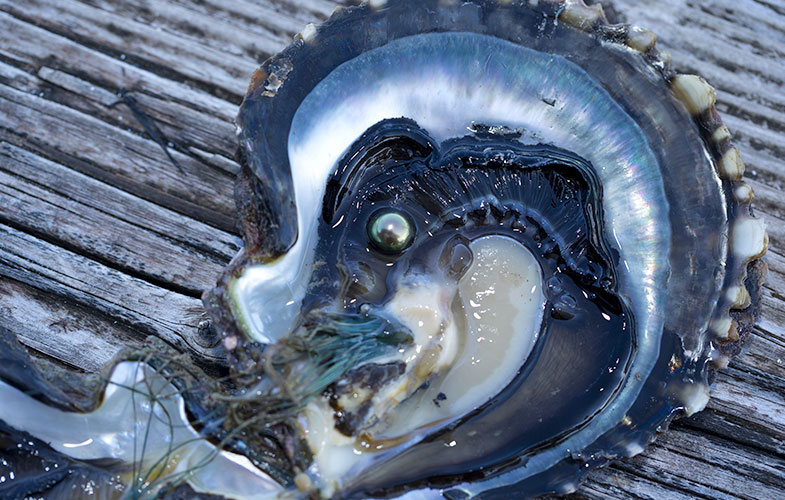 doorsnede tahiti parel oester