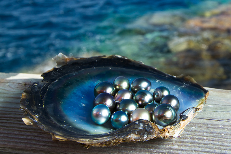 Tahiti parels in oesters
