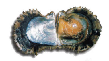 Akoya parel oester