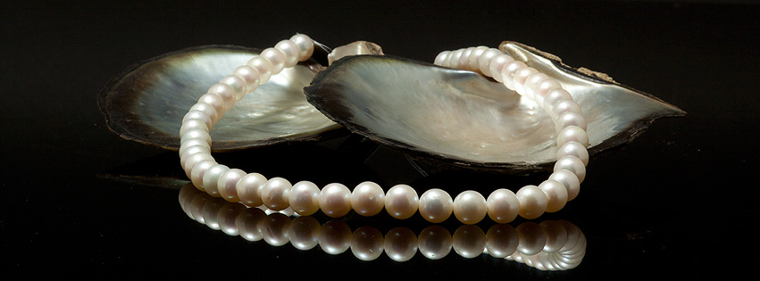 Akoya parelcollier in schelp akoyaparels in schelp